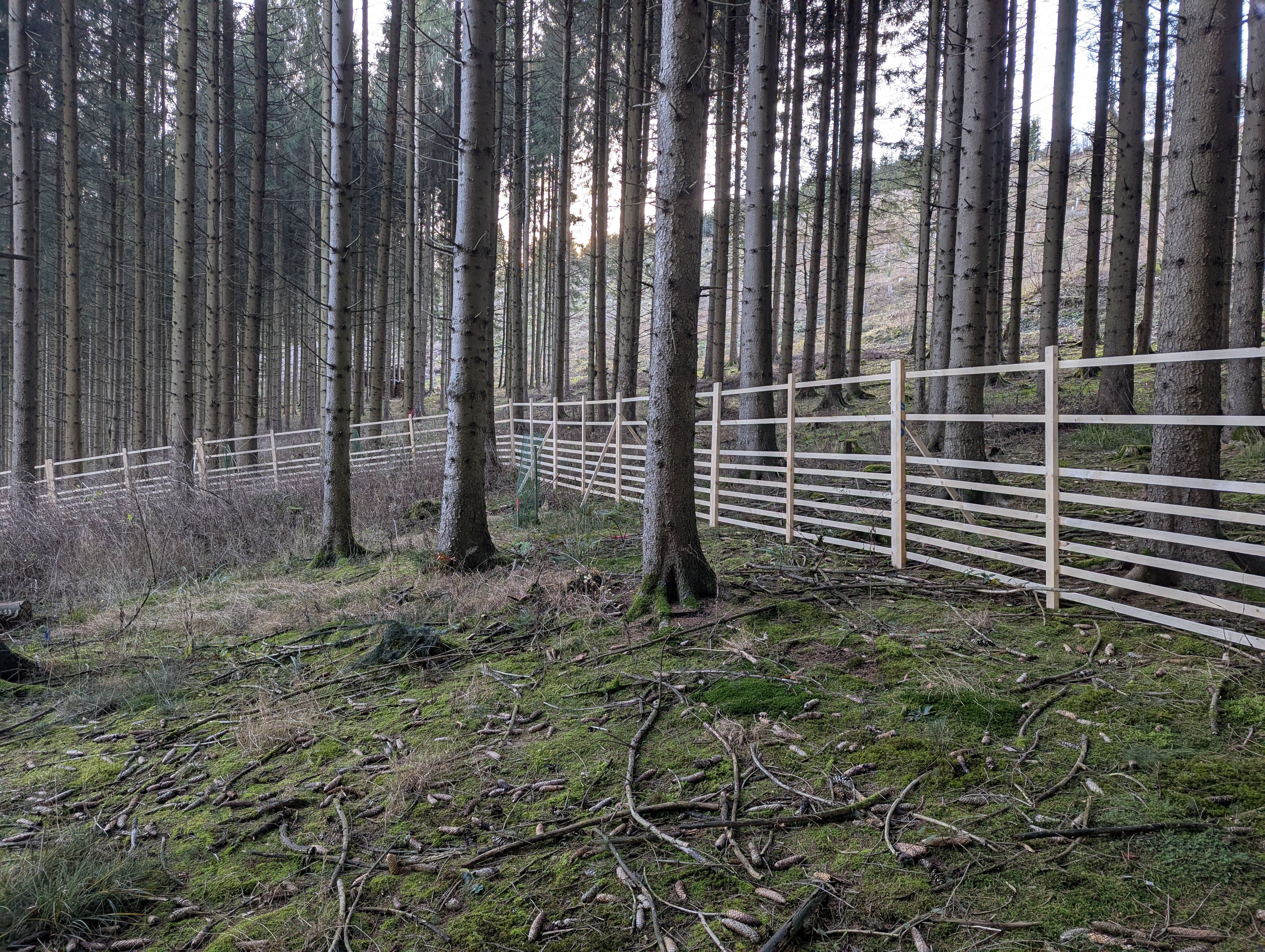 Wildgatter unbehandelt