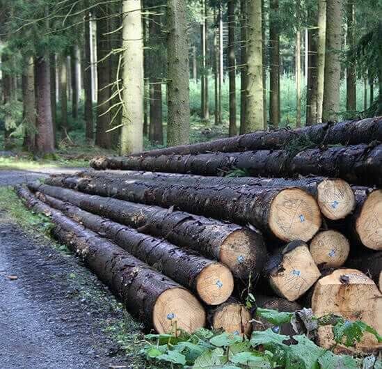 Heimisches Holz aus dem Sauerland