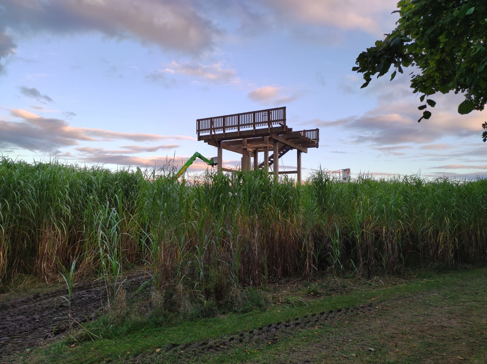 Westpark Myscanthius Labyrinth